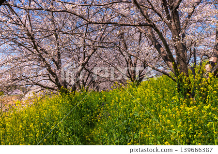 Tamasaku, Kumagaya City, Saitama Prefecture - Cherry blossom trees lined the Wadayoshino River, a tributary of the Arakawa River, near the Tamasaku Water Gate. A tunnel of Somei-Yoshino cherry trees and a field of rapeseed flowers. 139666387