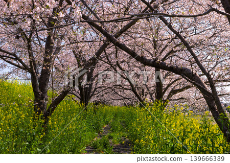 Tamasaku, Kumagaya City, Saitama Prefecture - Cherry blossom trees lined the Wadayoshino River, a tributary of the Arakawa River, near the Tamasaku Water Gate. A tunnel of Somei-Yoshino cherry trees and a field of rapeseed flowers. 139666389