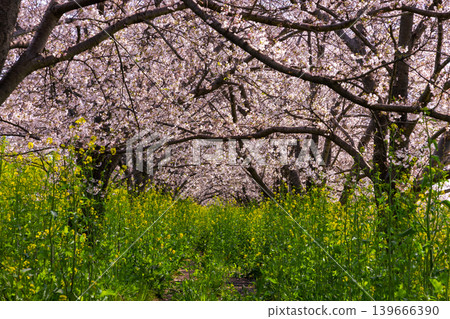 Tamasaku, Kumagaya City, Saitama Prefecture - Cherry blossom trees lined the Wadayoshino River, a tributary of the Arakawa River, near the Tamasaku Water Gate. A tunnel of Somei-Yoshino cherry trees and a field of rapeseed flowers. 139666390