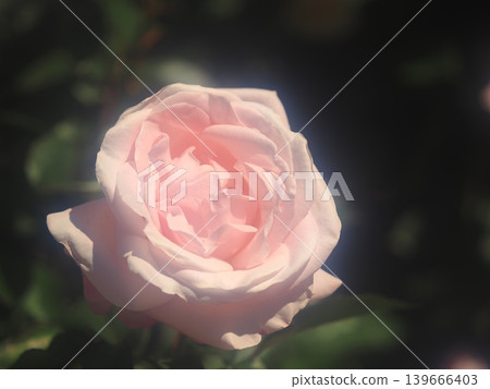 Rose "Audrey Hepburn" 139666403