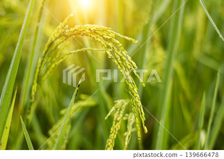Green rice field rural countryside Green rice field rural countryside 139666478