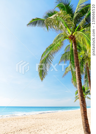 Tropical palm tree on sandy beach in Mui Ne, Vietnam with blue sky and ocean horizon. Ideal travel destination representing summer vacation and relaxation. Tropical palm tree on sandy beach in Mui Ne, Vietnam with blue sky and ocean horizon. Ideal travel destination representing summer vacation and relaxation. 139666510