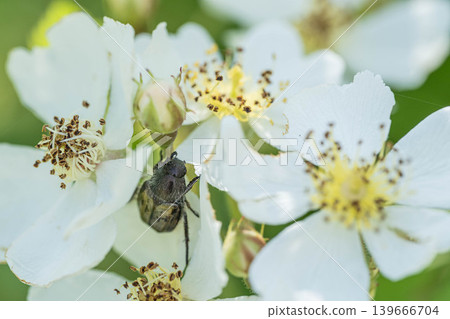 Common dung beetle Common dung beetle 139666704