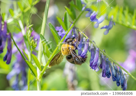Bumblebee (Carpenter bee) - Yellow-breasted bumblebee Bumblebee (Carpenter bee) - Yellow-breasted bumblebee 139666806