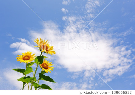 Sunflowers - The refreshing blue sky and sunflowers blooming towards the sun create the image of summer vacation. Sunflowers - The refreshing blue sky and sunflowers blooming towards the sun create the image of summer vacation. 139666832