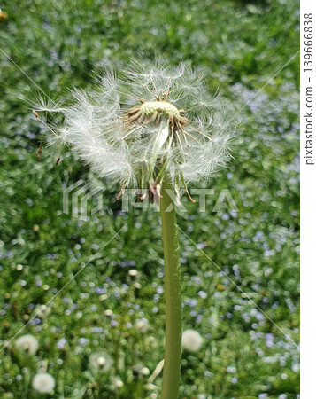 Close-Up of Dandelion Seed Head in Green Meadow Close-Up of Dandelion Seed Head in Green Meadow 139666838