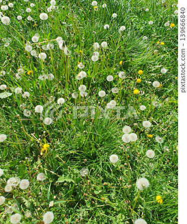 Picturesque field with white fluffy dandelions and bright green grass on a sunny spring day Picturesque field with white fluffy dandelions and bright green grass on a sunny spring day 139666840