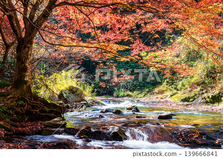 [Japan's Top 100 Waterfalls] Ryuzu Yaetaki Waterfall: Yaetaki Waterfall in Late Autumn - Autumn Leaves and Stream 1 - Unnan City, Shimane Prefecture 139666841