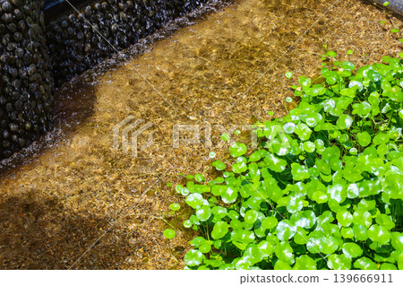 Aquatic plants growing densely in the pond Aquatic plants growing densely in the pond 139666911