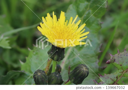 The yellow flowers of the prickly sowthistle, with their spiky leaves, bloom in the spring fields. The yellow flowers of the prickly sowthistle, with their spiky leaves, bloom in the spring fields. 139667032