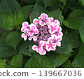 Image of the rainy season: Hydrangeas 139667036