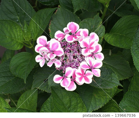 Image of the rainy season: Hydrangeas Image of the rainy season: Hydrangeas 139667036