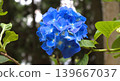 Image of the rainy season: Hydrangeas 139667037