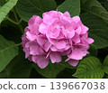 Image of the rainy season: Hydrangeas 139667038