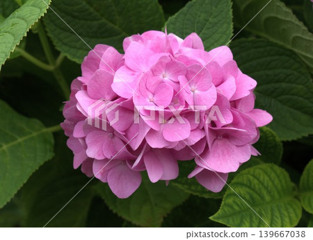雨季景象:繡球花 雨季景象:繡球花 139667038