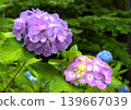 Image of the rainy season: Hydrangeas 139667039