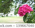 Image of the rainy season: Hydrangeas 139667040
