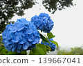 Image of the rainy season: Hydrangeas 139667041