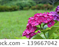 Image of the rainy season: Hydrangeas 139667042
