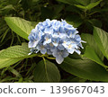 Image of the rainy season: Hydrangeas 139667043