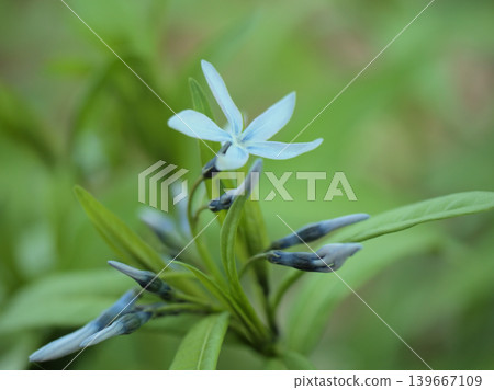 4 月盛開的藍丁香草 (chojisou) 花 4 月盛開的藍丁香草 (chojisou) 花 139667109