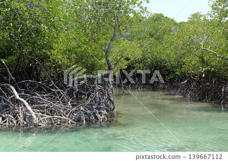 Mangrove Forest Waterway on Phi Phi Island, Thailand Mangrove Forest Waterway on Phi Phi Island, Thailand 139667112