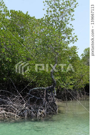 Mangrove Forest Waterway on Phi Phi Island, Thailand Mangrove Forest Waterway on Phi Phi Island, Thailand 139667113