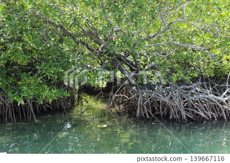 Mangrove Forest Waterway on Phi Phi Island, Thailand Mangrove Forest Waterway on Phi Phi Island, Thailand 139667116