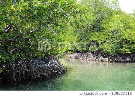 Mangrove Forest Waterway on Phi Phi Island, Thailand Mangrove Forest Waterway on Phi Phi Island, Thailand 139667118