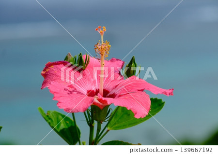 Hibiscus flowers at Tamatori Cape Observatory 139667192