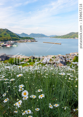 The pyrethrum fields of Magami in Innoshima, Onomichi City, Hiroshima Prefecture, and the spectacular scenery of the Seto Inland Sea. The pyrethrum fields of Magami in Innoshima, Onomichi City, Hiroshima Prefecture, and the spectacular scenery of the Seto Inland Sea. 139667218