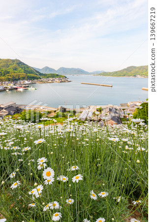 廣島縣尾道市因之島的真上除蟲菊田,以及瀨戶內海的壯麗景色。 廣島縣尾道市因之島的真上除蟲菊田,以及瀨戶內海的壯麗景色。 139667219