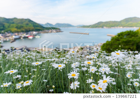 廣島縣尾道市因之島的真上除蟲菊田，以及瀨戶內海的壯麗景色。 139667221