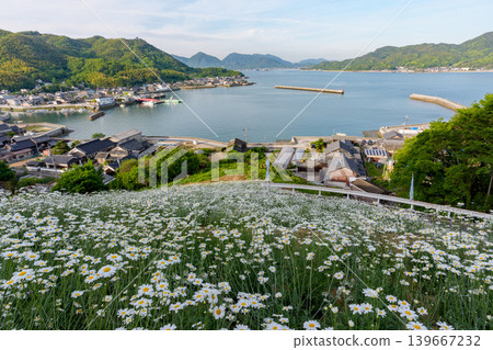 The pyrethrum fields of Magami in Innoshima, Onomichi City, Hiroshima Prefecture, and the spectacular scenery of the Seto Inland Sea. 139667232