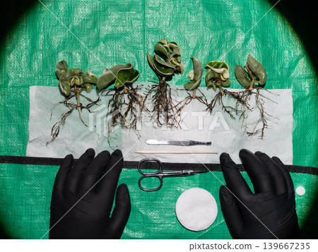 Horticulturist inspecting seedling roots with black gloves Horticulturist inspecting seedling roots with black gloves 139667235