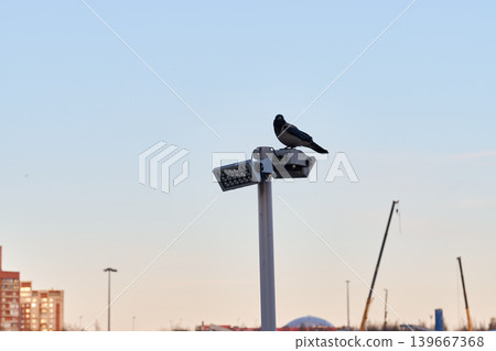 Bird sits quietly on illuminated lamp amidst city lights Bird sits quietly on illuminated lamp amidst city lights 139667368