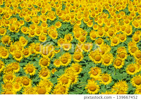 Sunflower field (Tsunan Sunflower Square) Sunflower field (Tsunan Sunflower Square) 139667452