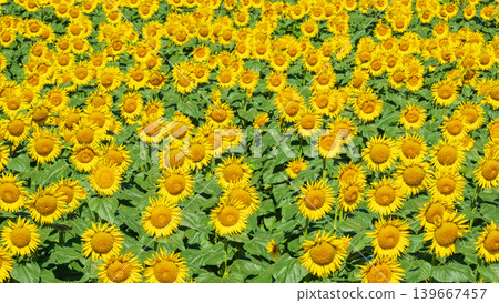 Sunflower field (Tsunan Sunflower Square) Sunflower field (Tsunan Sunflower Square) 139667457