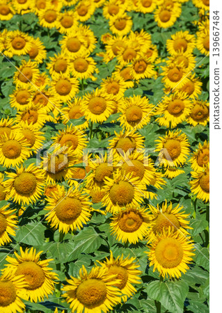 Sunflower field (Tsunan Sunflower Square) Sunflower field (Tsunan Sunflower Square) 139667484