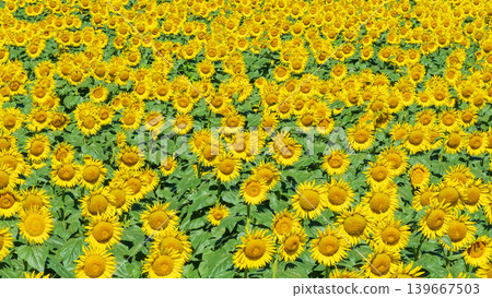 Sunflower field (Tsunan Sunflower Square) Sunflower field (Tsunan Sunflower Square) 139667503