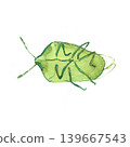 A brushstroke ink painting illustration of a single, dead, foul-smelling green southern green stink bug (Agrius fuscoguttatus) lying face up. 139667543