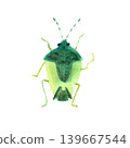 A watercolor-style color illustration depicting a single stink bug, a foul-smelling pest that appears in large numbers, viewed from directly above. 139667544