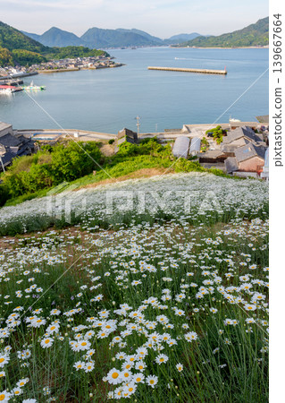 Shimanami Kaido, Innoshima: The pyrethrum fields of Magami and the nostalgic scenery of the Seto Inland Sea. Shimanami Kaido, Innoshima: The pyrethrum fields of Magami and the nostalgic scenery of the Seto Inland Sea. 139667664
