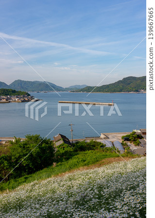 島波海道，因島：真口的除蟲菊田和瀨戶內海的懷舊景色。 139667665