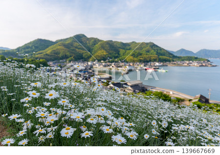 島波海道,因島:真口的除蟲菊田和瀨戶內海的懷舊景色。 島波海道,因島:真口的除蟲菊田和瀨戶內海的懷舊景色。 139667669