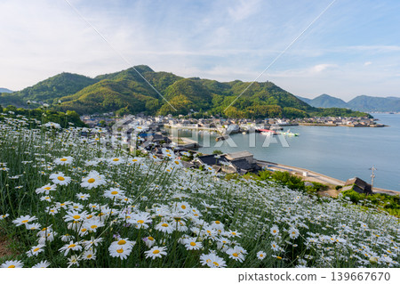 島波海道,因島:真口的除蟲菊田和瀨戶內海的懷舊景色。 島波海道,因島:真口的除蟲菊田和瀨戶內海的懷舊景色。 139667670