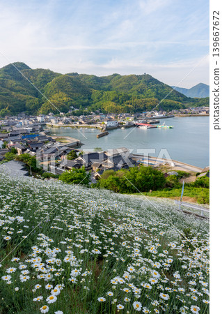 島波海道,因島:真口的除蟲菊田和瀨戶內海的懷舊景色。 島波海道,因島:真口的除蟲菊田和瀨戶內海的懷舊景色。 139667672