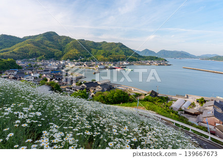 島波海道,因島:真口的除蟲菊田和瀨戶內海的懷舊景色。 島波海道,因島:真口的除蟲菊田和瀨戶內海的懷舊景色。 139667673