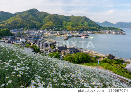 島波海道，因島：真口的除蟲菊田和瀨戶內海的懷舊景色。 139667674