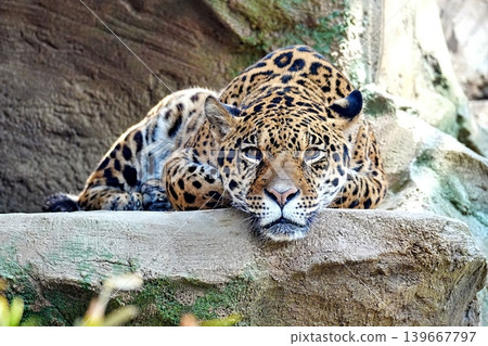Amur leopard Amur leopard 139667797